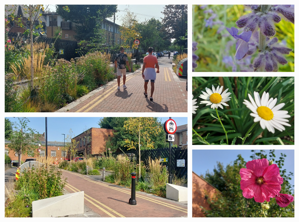 Rain Garden