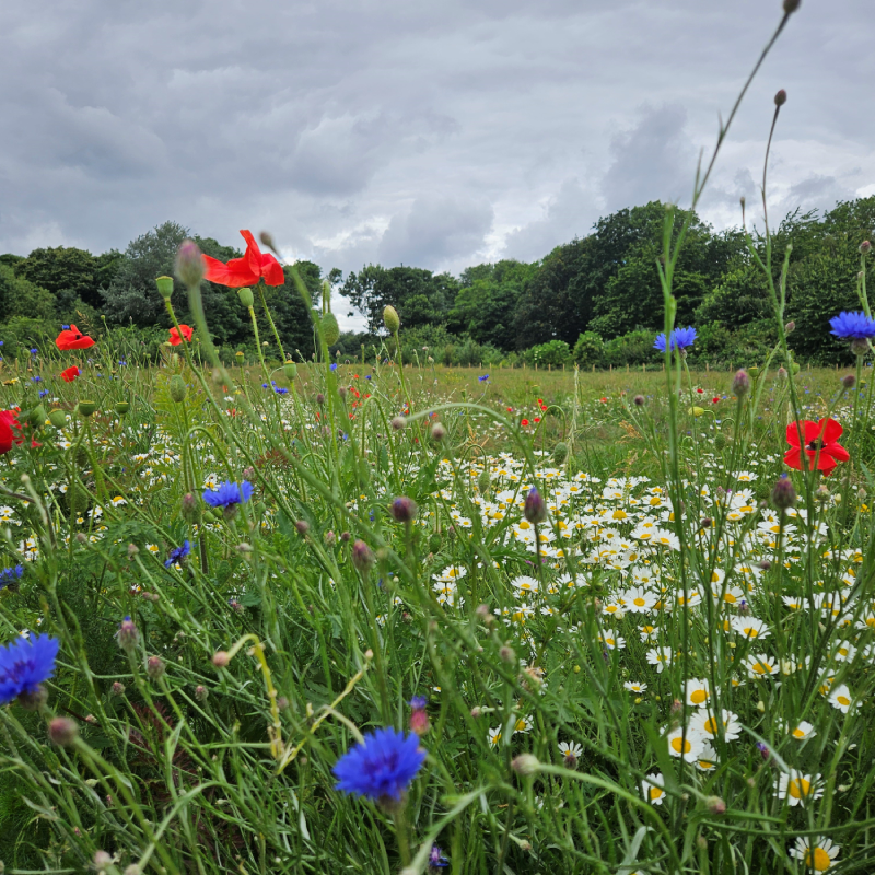 Beckton Meadows photo